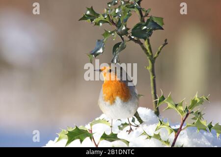 Robin Erithacus rubecula, sous le houx du bush dans la neige, Aberdeenshire, Écosse Banque D'Images