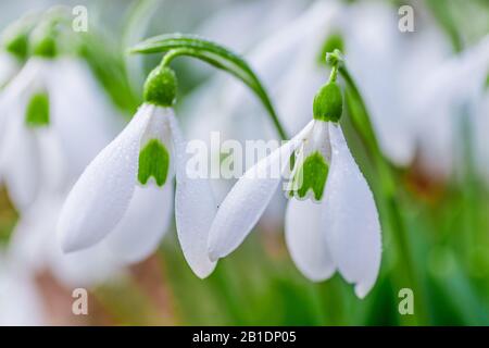 Les fleurs blanches des chutes de neige se détaillent dans la forêt à la fin de l'hiver. Fond flou et petites gouttes d'eau sur les pétales. Banque D'Images