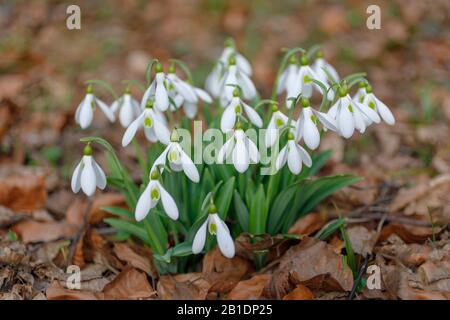 De belles chutes de neige de bouquet dans la forêt sortent des feuilles brunes sèches à la fin de l'hiver. Pétales blancs et feuilles vertes fraîches. Banque D'Images
