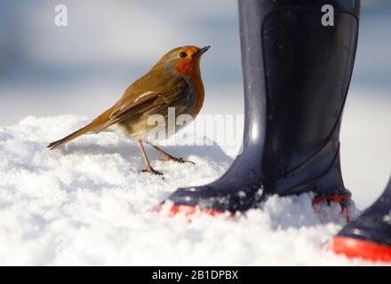 Robin Erithacus rubecula, par les bottes bleues de wellington de l'enfant dans la neige, Aberdeenshire, Ecosse Banque D'Images