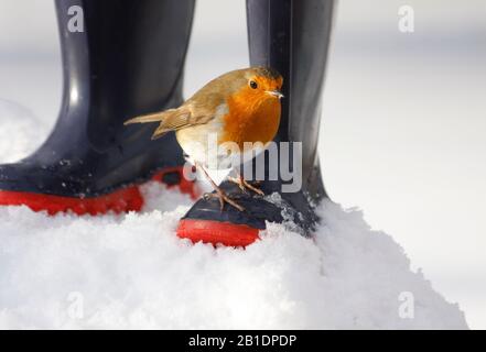 Robin Erithacus rubecula, sur les bottes de wellington bleues de l'enfant dans la neige, Aberdeenshire, Écosse Banque D'Images