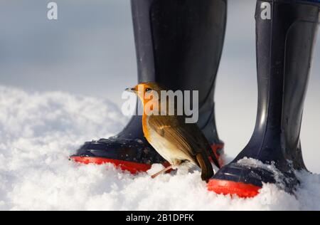 Robin Erithacus rubecula, par les bottes bleues de wellington de l'enfant dans la neige, Aberdeenshire, Ecosse Banque D'Images