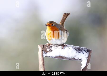 Robin Erithacus rubecula, sur la fourche de jardin, dans la neige, Aberdeenshire, Écosse Banque D'Images