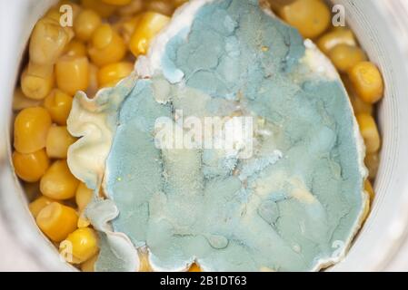 maïs en conserve moldy dans un pot. concept de nourriture malsaine gâtée. champignon. macro Banque D'Images