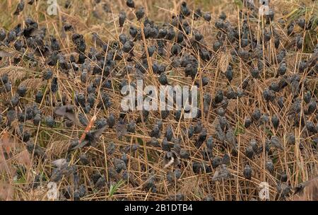 Starlings, Sturnus vulgaris, arrivant en soirée dans les roost en roseau. Banque D'Images