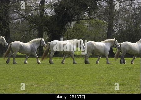 Chevaux de trait Percheron, Normandie Banque D'Images