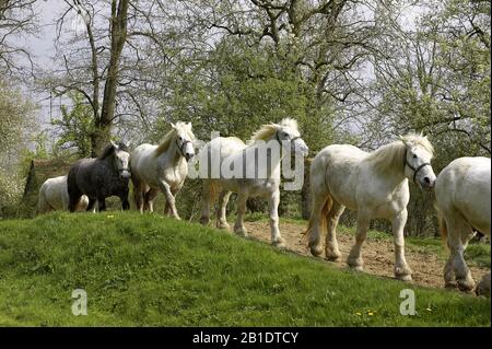 Chevaux de trait Percheron, Normandie Banque D'Images