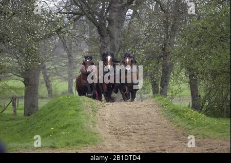 Harnaché Cob Normand Horse Banque D'Images