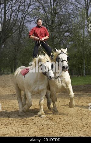 Chevaux de trait Percheron, une race française, la formation de spectacle équestre, Normandie Banque D'Images