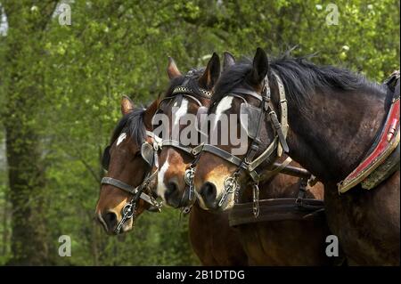 Harnaché Cob Normand Horse Banque D'Images