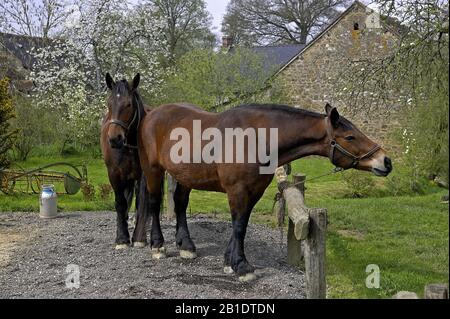 Cob Normand, Cheval chevaux de trait Banque D'Images