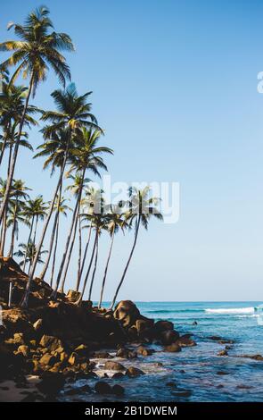 Colline de noix de coco dans la baie de Mirissa au Sri lanka. Endroit touristique populaire pour le lever du soleil romantique et le coucher du soleil. Plage de tortues. Banque D'Images