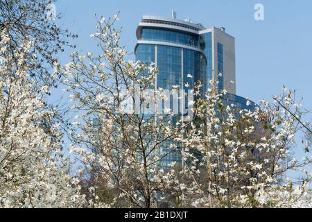 Le printemps arrive en ville, Magnolia blanc en fleur, bâtiment de haute altitude sur fond, Kiev, Ukraine. Image couleur. Banque D'Images