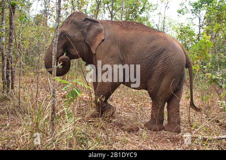 Portrait de l'éléphant dans la jungle cambodgienne Banque D'Images