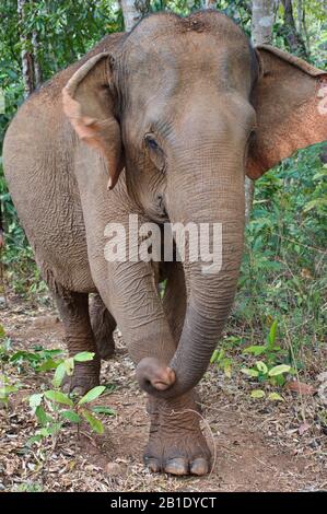 Portrait de l'éléphant dans la jungle cambodgienne Banque D'Images