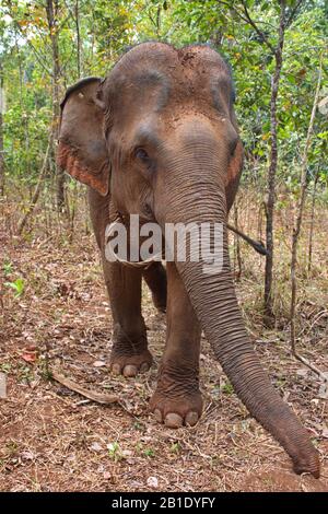 Portrait de l'éléphant dans la jungle cambodgienne Banque D'Images