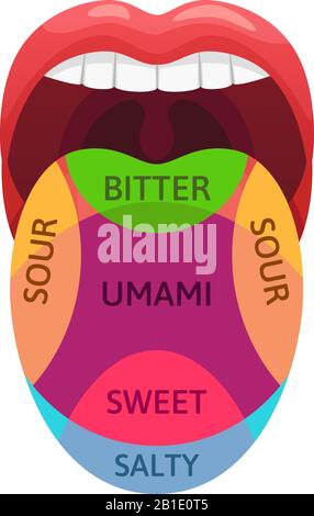 Zones de goût de la langue humaine. Récepteurs de goût doux, amer et salé. Zones de dégustation, illustration vectorielle de dessin animé umami et aigre Illustration de Vecteur