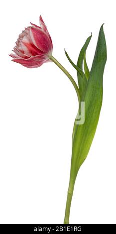 Vue latérale d'une double tulipe rose/blanche, isolée sur fond blanc. Banque D'Images