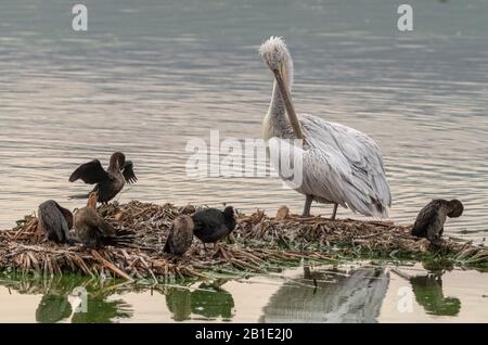 Le pélican dalmatien, le Pelecanus crispus, perché avec les Cormorans pygmes en automne, le lac Kastoria, au nord-ouest de la Grèce. Banque D'Images