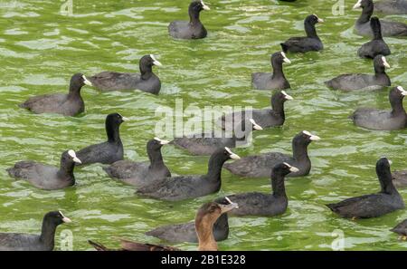 Nourrir la frénésie où les oiseaux sont nourris avec du pain, au lac Kastoria, en Grèce; impliquant le coot, le malard, etc Banque D'Images