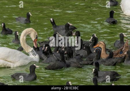 Nourrir la frénésie où les oiseaux sont nourris avec du pain, au lac Kastoria, en Grèce; impliquant le coot, le cygne muet, le malard, les goélands à tête noire, etc Banque D'Images