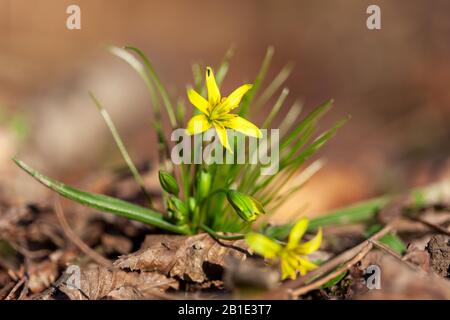 Fleur de Gagea lutea, l'étoile jaune de Bethléem Banque D'Images