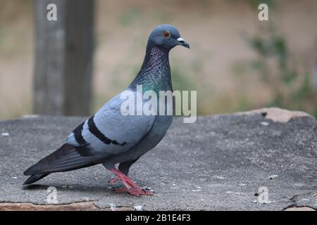 Pigeon sur un sol ou un pavé dans une ville. Pigeon debout. Dove ou pigeon sur fond flou. Photo de concept Pigeon.photo latérale de pigeon de roche Banque D'Images