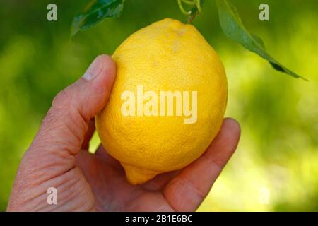 Citron. Banque D'Images