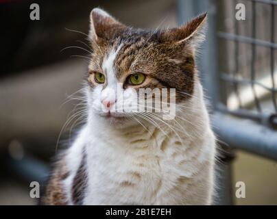 Londres, Royaume-Uni. 25 février 2020. Larry le chat Downing Street interroge la scène à mesure que les ministres arrivent pour la réunion hebdomadaire du Cabinet. Crédit: Tommy London/Alay Live News Banque D'Images