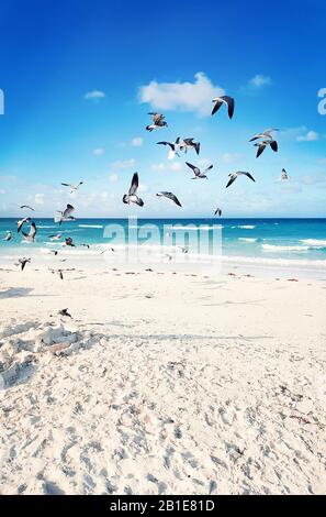 Un troupeau de mouettes volantes autour de la plage de sable blanc et de la mer des Caraïbes en une journée ensoleillée Banque D'Images