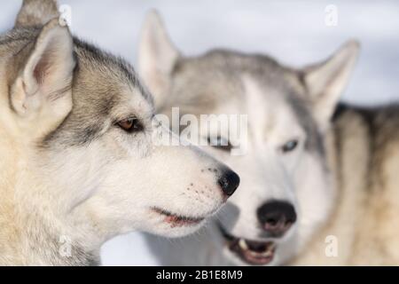 Portrait deux chiens husky se reproduisent avant le championnat de sport d'hiver Kamchatka Kids Competitions Dog Sledge Race Dyulin Beringia. Péninsule De Kamchatka, Russe Banque D'Images