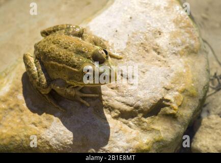 Grenouille verte assise dans l'eau sur la pierre dans oasis Tunisie Banque D'Images