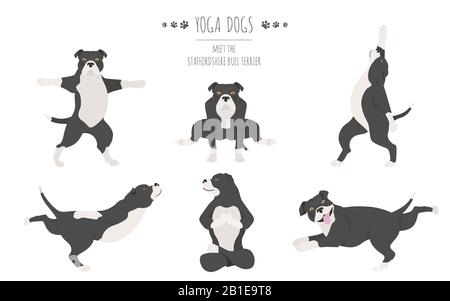 Les chiens de yoga poses et exercices affiche design. Staffordshire bull terrier clipart. Illustration vectorielle Illustration de Vecteur