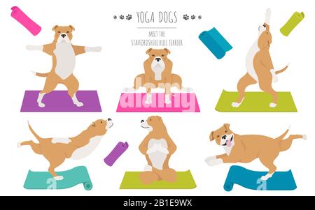 Les chiens de yoga poses et exercices affiche design. Staffordshire bull terrier clipart. Illustration vectorielle Illustration de Vecteur