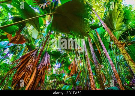 Lapannyen lat (Verschaffeltia spendida) ou palmier stilt dans la Réserve naturelle de la Vallée de Mai, île de Praslin, Seychelles. Patrimoine mondial de l'UNESCO. Banque D'Images