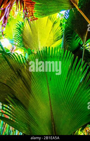 Lapannyen lat (Verschaffeltia spendida) ou palmier stilt dans la Réserve naturelle de la Vallée de Mai, île de Praslin, Seychelles. Patrimoine mondial de l'UNESCO. Banque D'Images