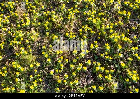 Eranthis hyemalis hiver aconite field vue de dessus, Sopron, Hongrie Banque D'Images