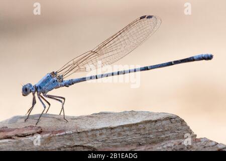 Dancer en poudre (Argia moesta), femme, États-Unis, Arizona Banque D'Images