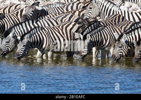 Le zèbre de Burchell, le zébra, le zébra commun, le zébra Uni (Equus quagga burchelli, Equus burchelli), le troupeau de zèbres se boit dans un trou d'eau, Namibie, Parc national d'Etosha Banque D'Images
