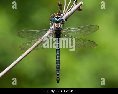 Libellule, libellule, libellule, Hairy Hawker, Spring Hawker (Brachytron pratense, Brachytron hafniense), homme, Turquie Banque D'Images