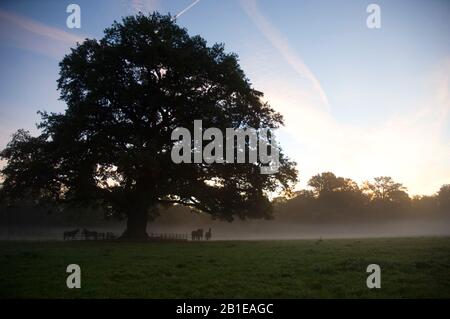 Chêne (Quercus spec.), vieux chêne au lever du soleil, Pays-Bas Banque D'Images