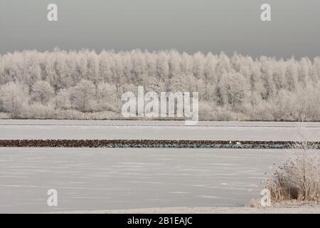 Nijkernauw congelé en hiver avec zone sans glace et canards, Pays-Bas Banque D'Images