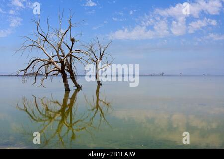 Salton Sea avec arbres morts, États-Unis, Californie, Salton Sea Banque D'Images