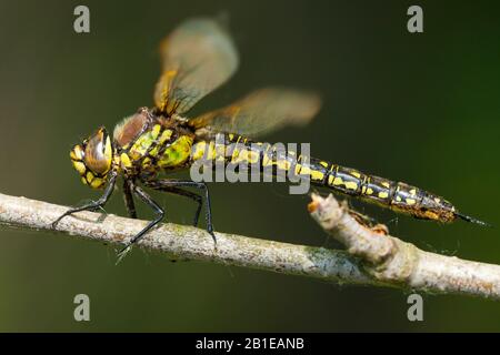 Hairy moindre libellule, libellule velu, poilu, Hawker Hawker Printemps (Brachytron pratense, Brachytron hafniense), femme, Pays-Bas, Brabant-sept. Banque D'Images