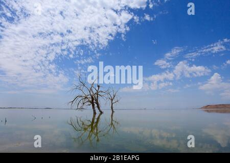 Salton Sea avec arbres morts, États-Unis, Californie, Salton Sea Banque D'Images