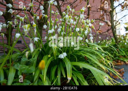 Poireaux à fleurs rares (Allium paradoxum), fleurs, Pays-Bas Banque D'Images