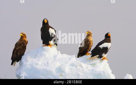 L'aigle de mer de Stellers (Haliaetus pelagicus), deux aigles de mer de Stellers avec deux aigles à queue blanche, Japon, Hokkaido Banque D'Images