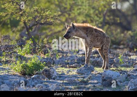 Hyena tachetée (Crocuta crocuta), en contre-jour, Namibie, Parc national d'Etosha Banque D'Images