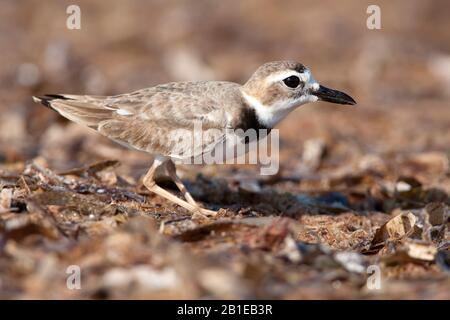 Le pluvier de Wilson (Charadrius wilsonia), à la recherche de nourriture, Mexique, Yucatan Banque D'Images