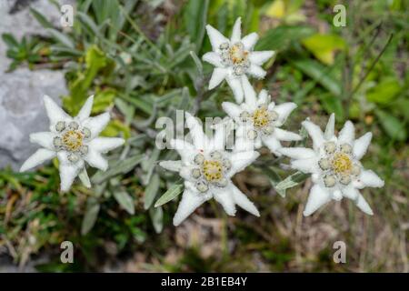 Edelweiss (Leontopodium alpinum, Leontopodium nivale), la floraison, l'Autriche, le Tyrol, Lechtaler Alpen Banque D'Images